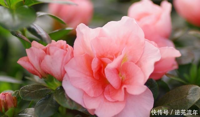 “难养”花草名单已公布，是有些花友的最爱，劝你早放弃！