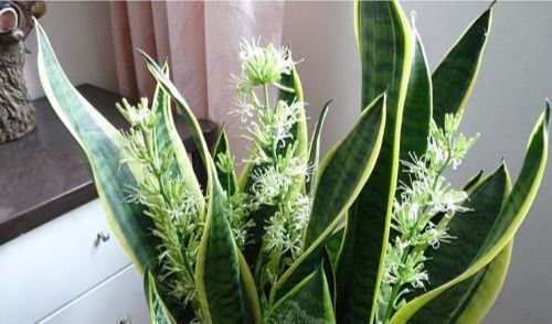 盆栽|30年老花农养花秘诀给虎皮兰喝一勺它,不烂根,叶绿茎壮长得快