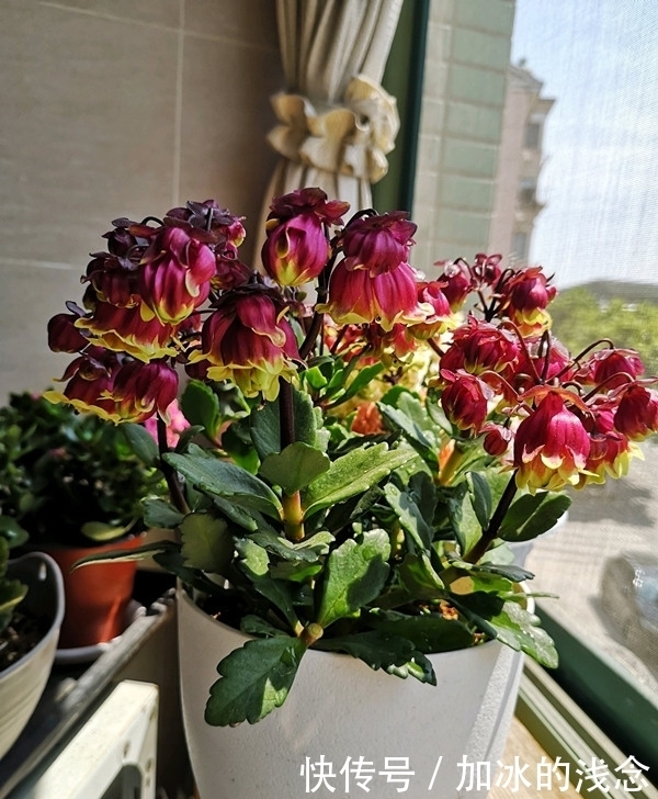 长寿花吊起来养,开出千朵小灯笼,叮叮当当过大年