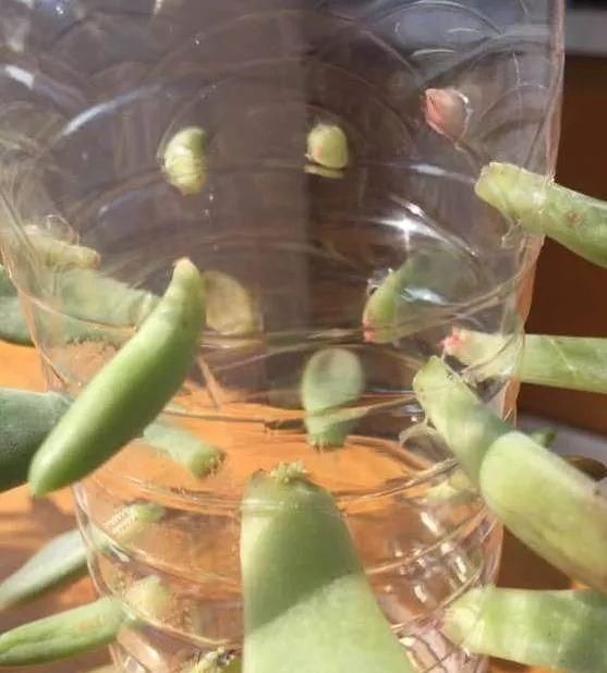 一个小小矿泉水瓶，不但能种花，还可以做扦插，用途原来这么多