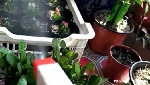 不烂|蟹爪兰喷点这个水,叶片杠杠厚,呼呼冒新芽,10年不烂根