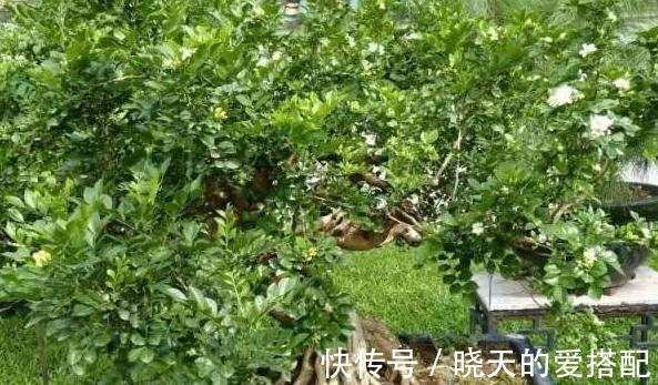 花香|此种植物能香飘九里,养一盆满屋是花香