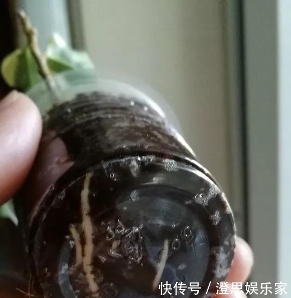 大岩桐|夏天扦插花卉,挑选“1种”枝条,7天冒白根,事半功倍,新手都会