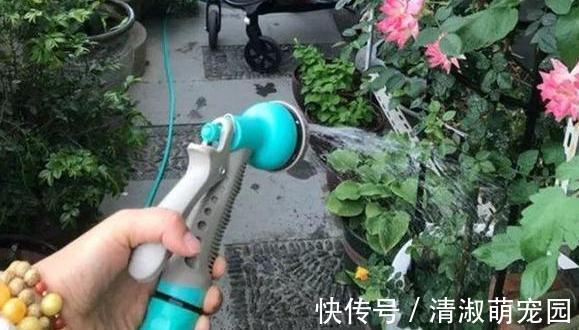 花卉|养花浇水是技术活:盆栽远离5种水,植物伤亡少、花友不走弯路