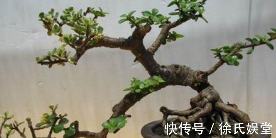 浇水|马齿笕树养5年,变成老桩盆景很值钱,做5步就实现