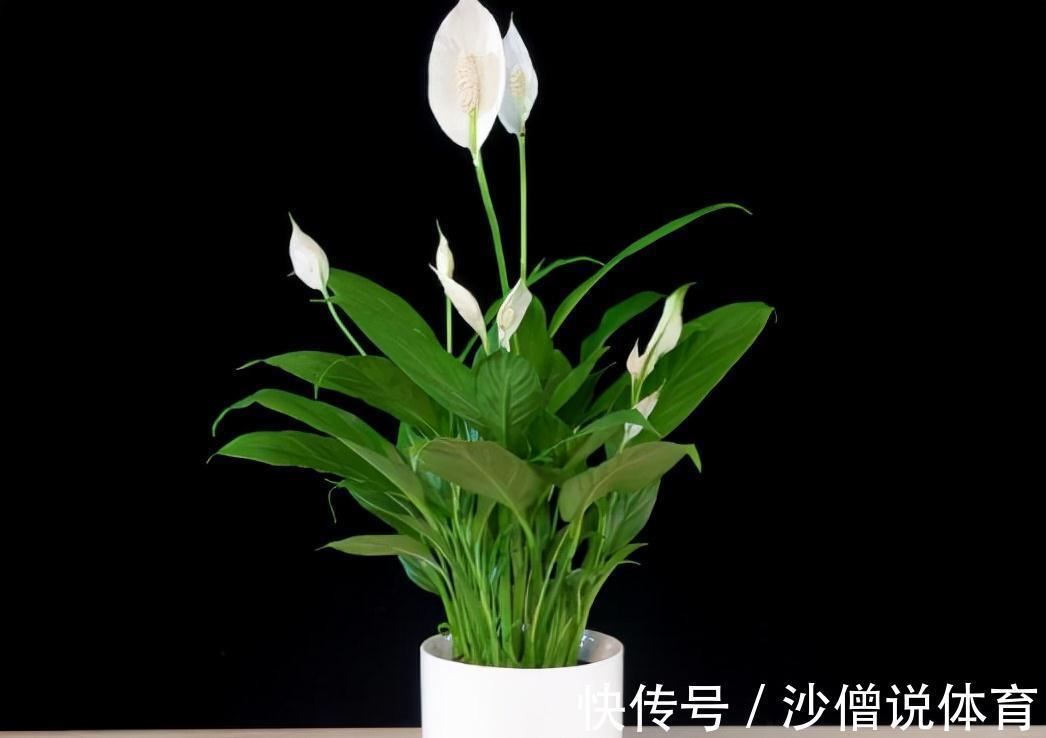 农历九月十八霜降后,养什么花?家里养3种花,吉祥如意幸福安康