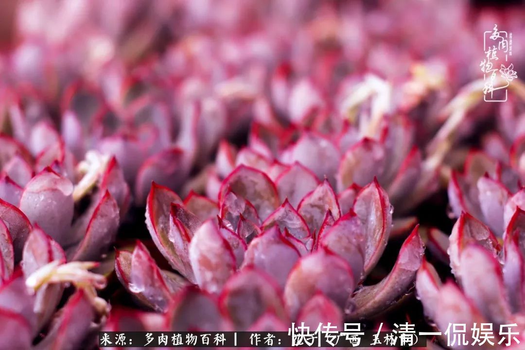 为了爱情|为了爱情来到陌生城市,偶遇多肉,地老天荒的爱恋!
