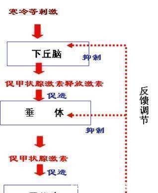 胰岛素|学会这几个减肥小技巧，你也能瘦下来，远离肥胖困扰