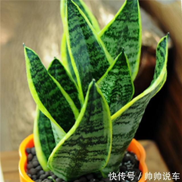 湿布|虎皮兰最怕“三种水”,室内养护需避开,憋出小崽,绽放层叠群兰