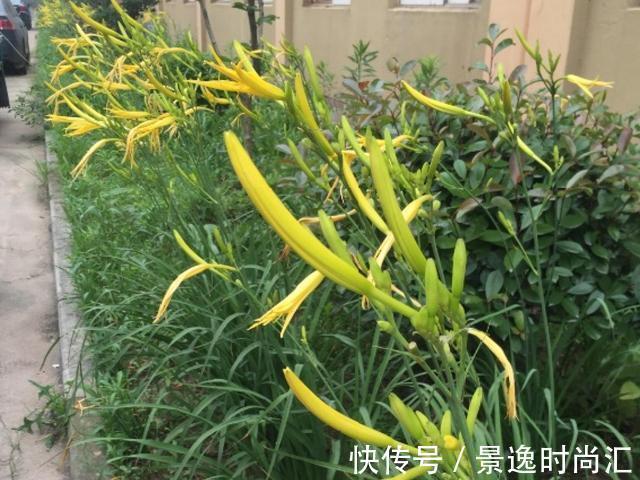 龙葵|门口的果子像“龙葵”,赶紧要拔掉、千万别吃,会中毒