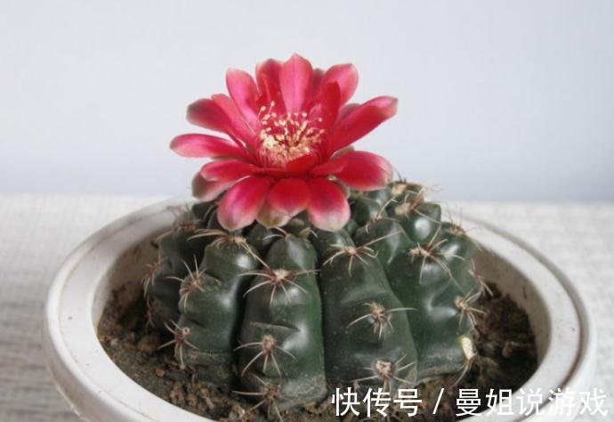 霸气“旱养花”就选这1种,家里养一盆,子子孙孙,越养越多