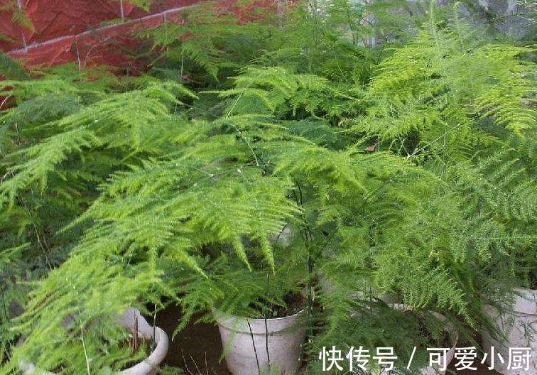 文竹长得太难看，教你5招小技巧，让株型变丰满，观赏性高