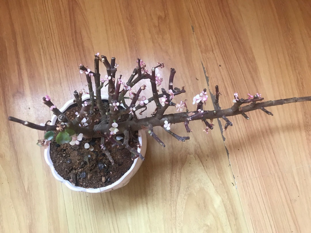 花苞|公认难养的花，养一盆死一盆，从来没有养活过！