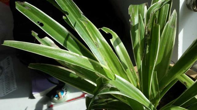 植株上的小黑飞虫，怎么赶也赶不走，用这一招效果真不错