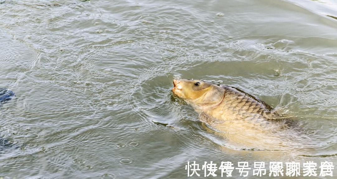 鱼线|掌握黑鱼垂钓秘密,即使再凶猛的黑鱼也可以轻松钓到