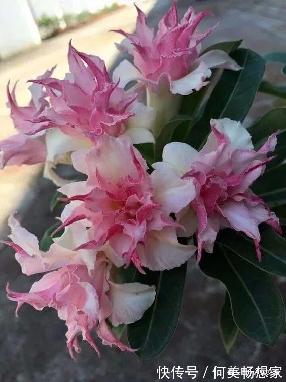 沙漠玫瑰在非洲能长5米高,养盆里仅10多厘米,依旧可开花