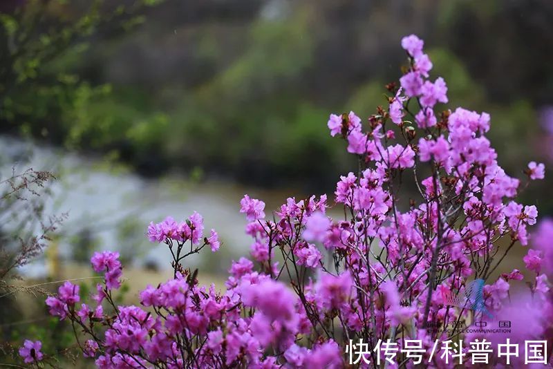 别再买了！你买的这种花，可能是国家二级保护植物！当心违法
