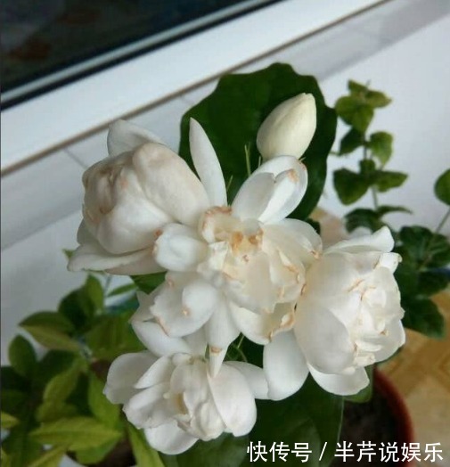 茉莉|邻居养了一株笔尖茉莉，香味蹿进了左邻右舍，太好闻了！