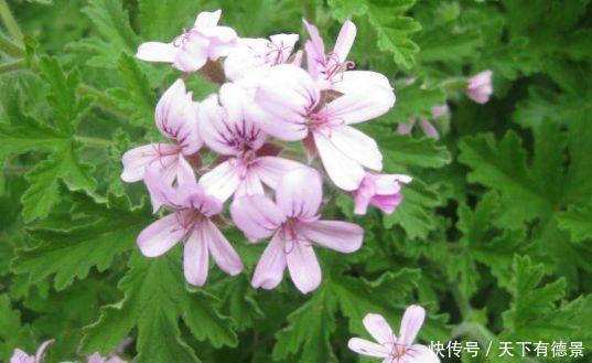 几款花卉美过玫瑰，花开不断，好养易开花，花香四溢飘满屋