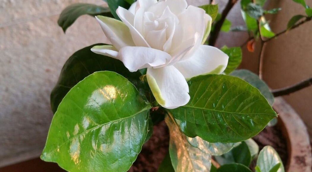 适合养在客厅的“4类花”,越养家里越“干净”,又美又健康