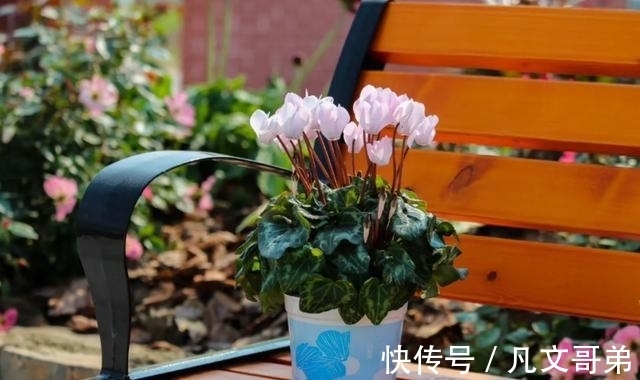 秋冬仙客来的养护用对方法，可能会一直开到夏天