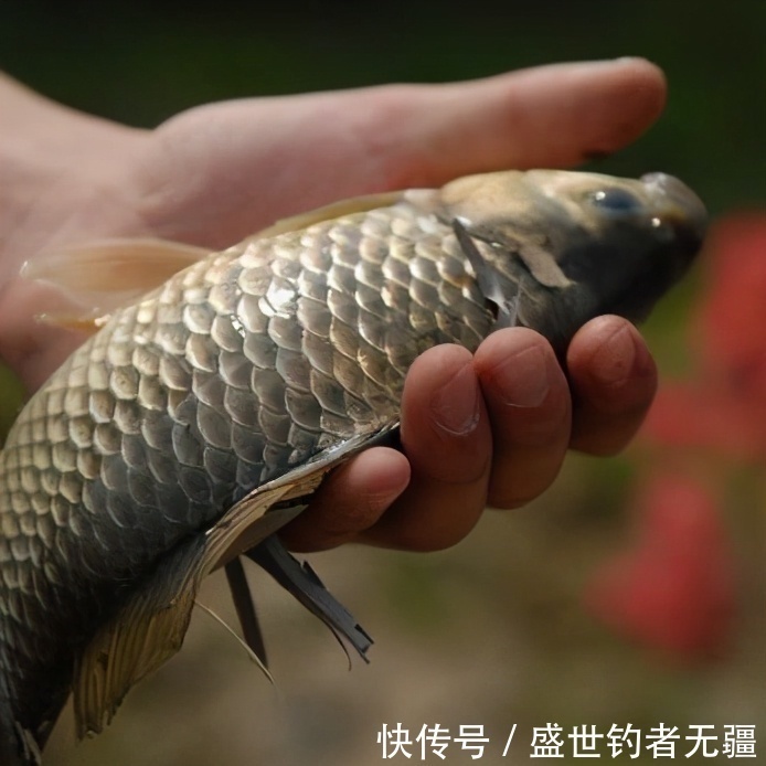 手把手教你拉饵的正确方式！难怪没鱼总不吃饵——盛世三渔