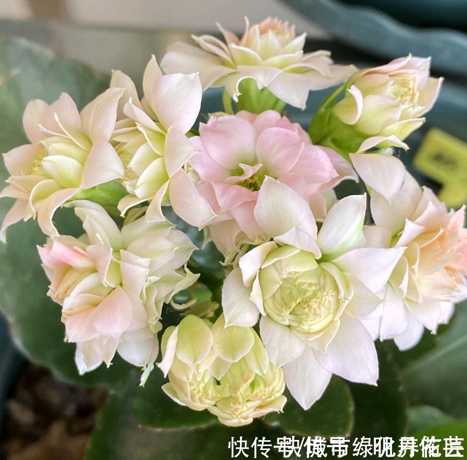 长寿花|长寿花打花苞20天了还开不出来怎么办?套个黑袋子,3天花满盆