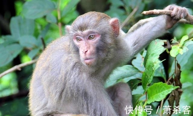 财源|属猴人逢牛年有贵人相助，前半年丰衣足食，后半年财源滚滚