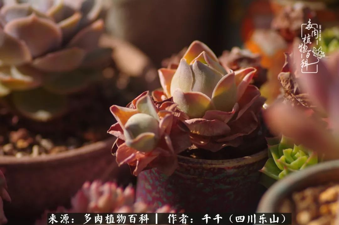 夏天日晒雨淋，秋老虎来势汹汹，你的多肉准备好逆袭了吗