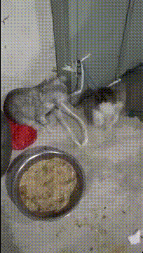 段子|搞笑GIF段子:这伴娘也太多了,这么大的车一车竟然坐不下!