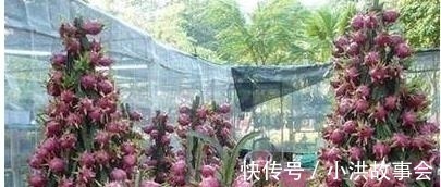 我在阳台用花盆种了这八种果树后,一年到头都没买水果!