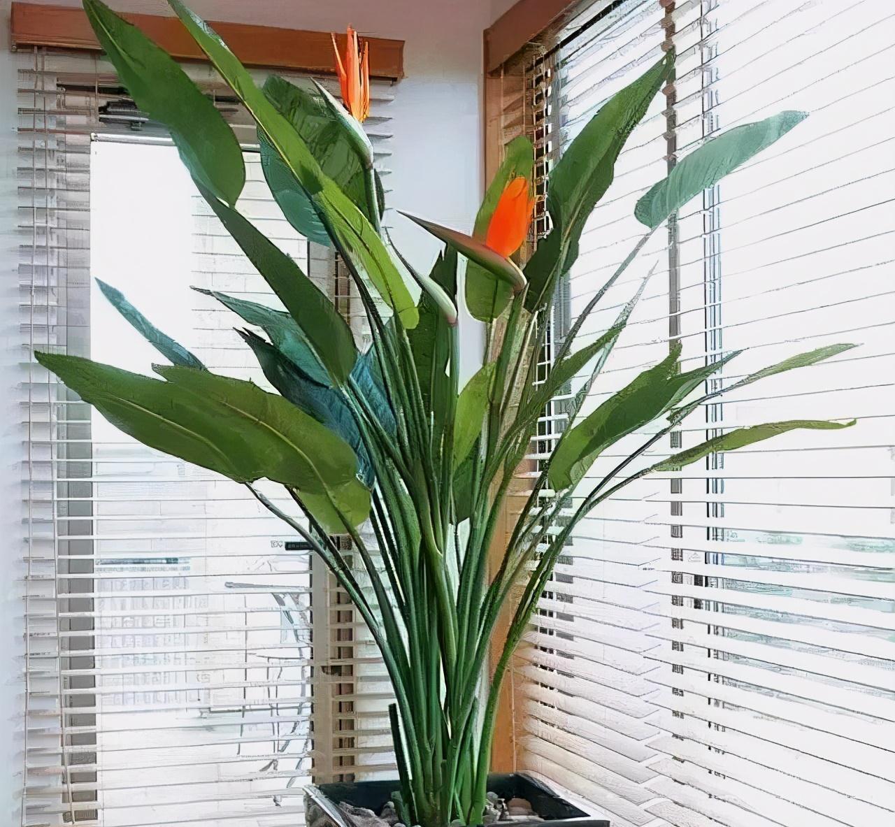 3种花，疯长起来就刹不住车，还贼好看，邻居抢着上门要