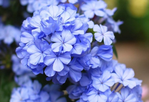 几种懒人花朵,勤快人养不活,只有懒人才能养活,并且越开越旺