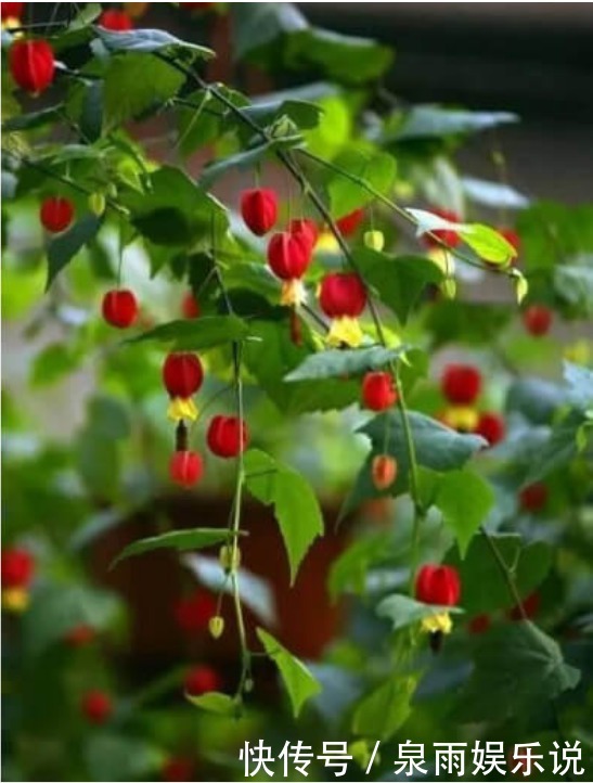 3种花是爆盆能手,开起花来拦不住,家里财运亨通,旺运一整年