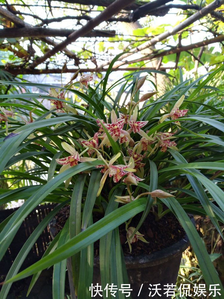 玫瑰|喜欢玫瑰，不妨试试“珍品玫瑰”安妮公主，丰腴婀娜，芳姿耀眼