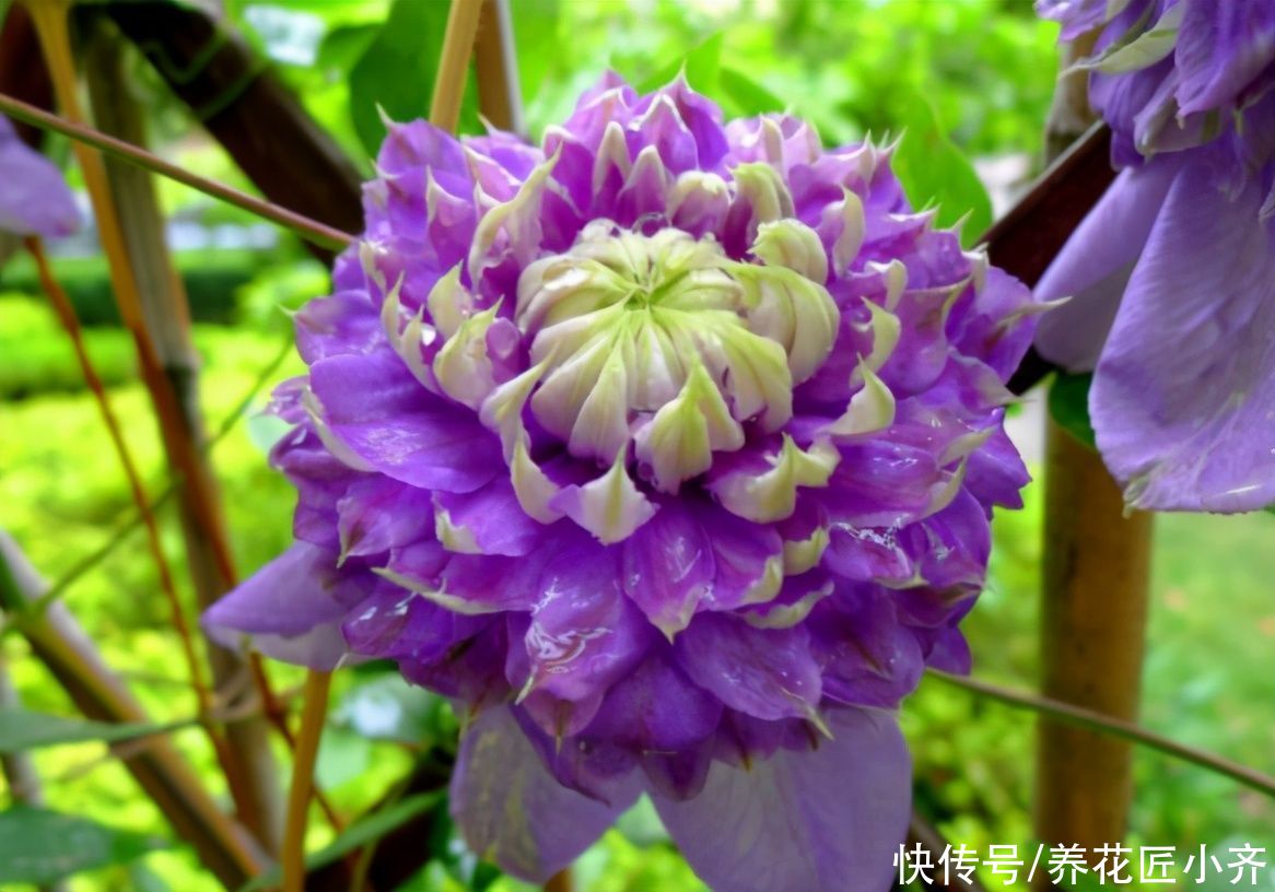 想不想铁线莲春天开爆花？学会这3点，轻轻松松开爆盆