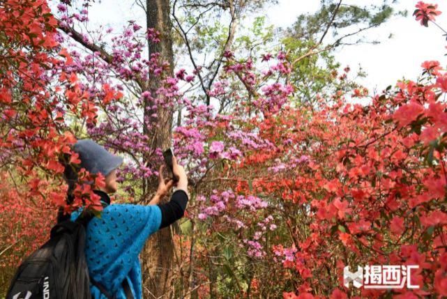 龙山杜鹃怒放，赏花正当时，点缀揭西的绿水青山