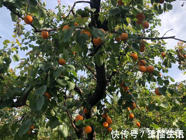 五树&俗话说“院中栽五树,子孙一直富”,啥意思指的是哪五种树