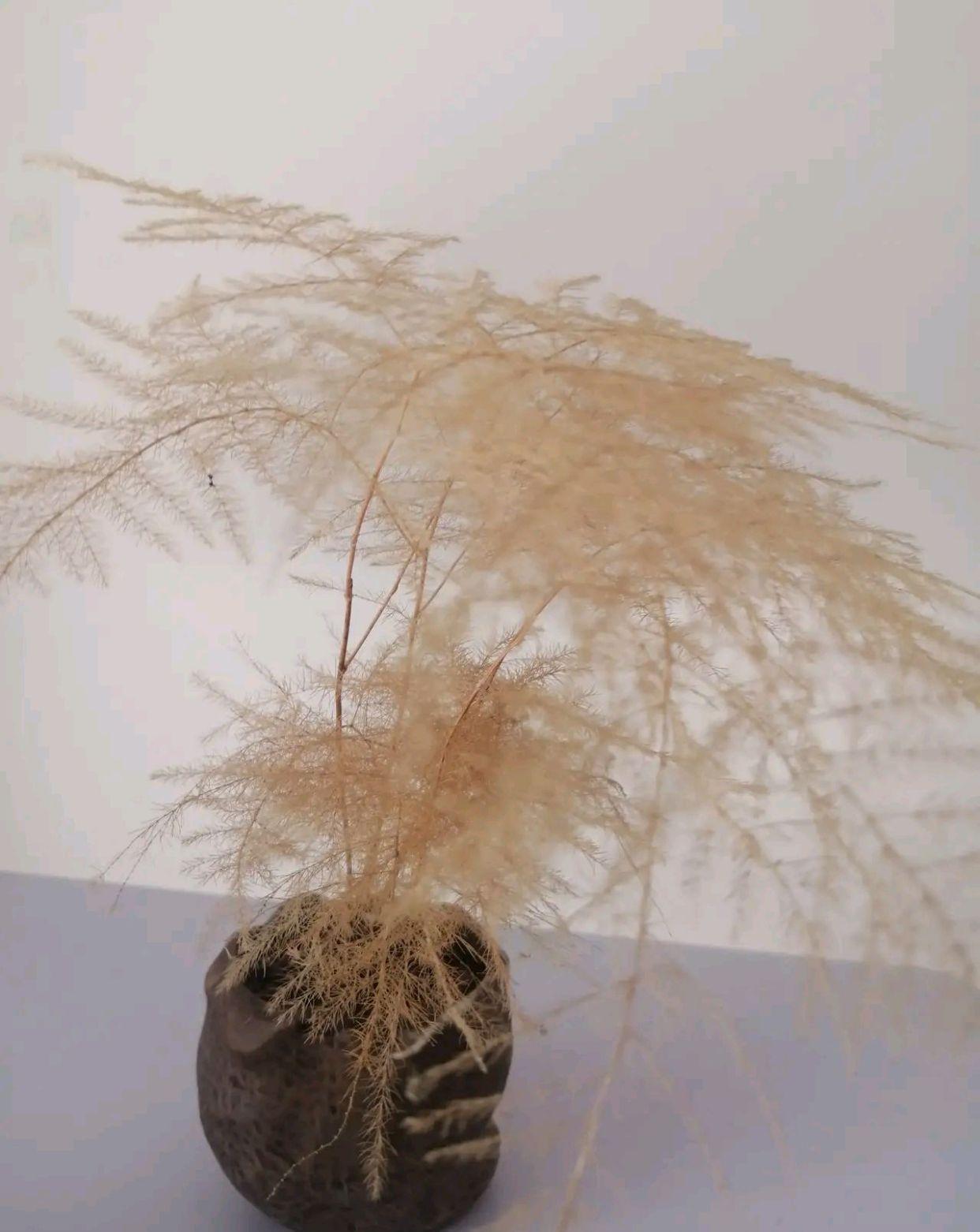 17大吉祥花,客厅有空间一定要养上一盆,好看又好养,养人又旺家