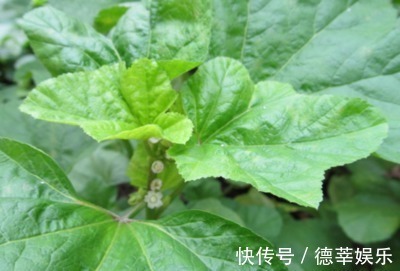 杂草|下边三种山野菜,非常容易被当做杂草,实际上营养成分很高!