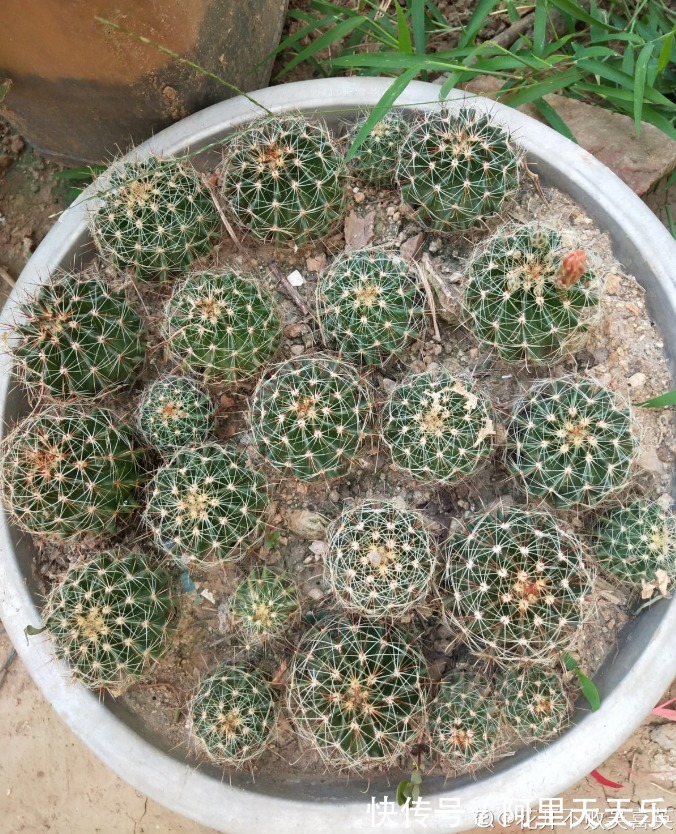 开花的仙人球，刷一下、结籽千千万，撒土里冒一盆苗！