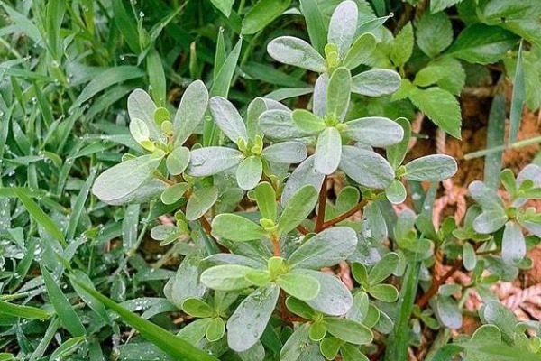 马齿苋|老人眼中的“长寿菜”，保护心脏抗衰老，常吃好处不请自来！