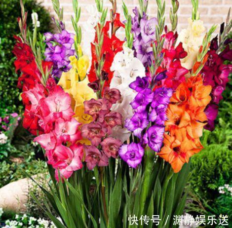 好养易爆盆的几款花卉,不用管也能疯长,叶子油绿花色艳