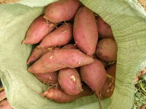 保存红薯,放地上就错了,教你3个土方法,放上半年都很新鲜