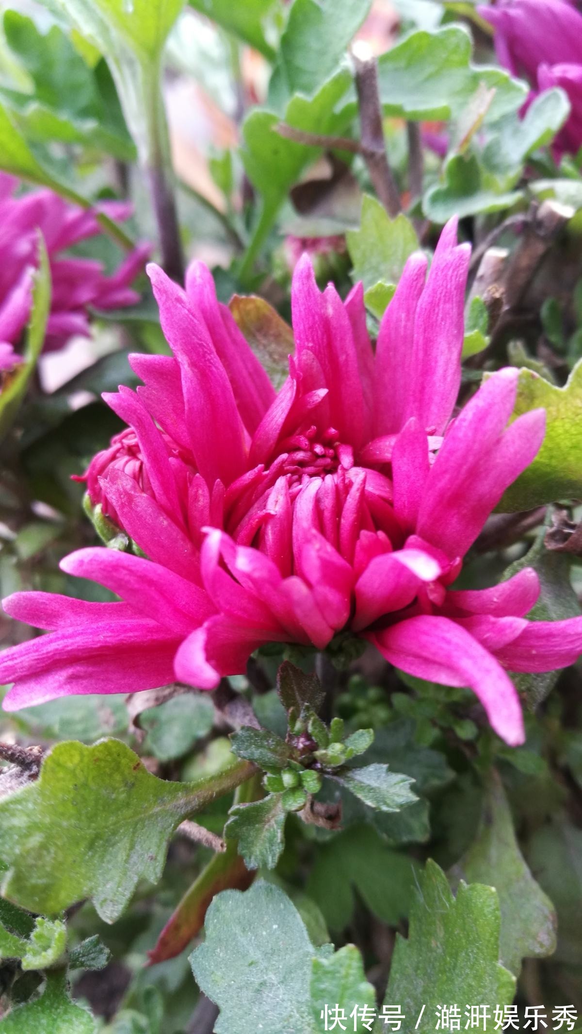 “3种花”有争议,有人说它不吉利,有人说它好寓意,你觉得呢?