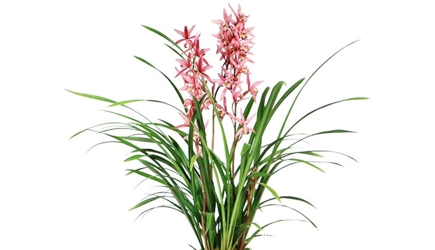 养花要学会配土和养根,身边有三种生根养根料,花卉生长的利器