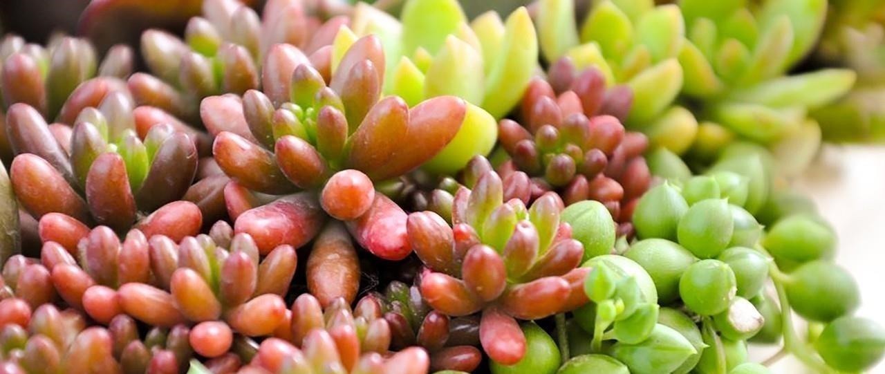 在多肉花盆上放一层石头,竟有这么大用处,涨知识了!