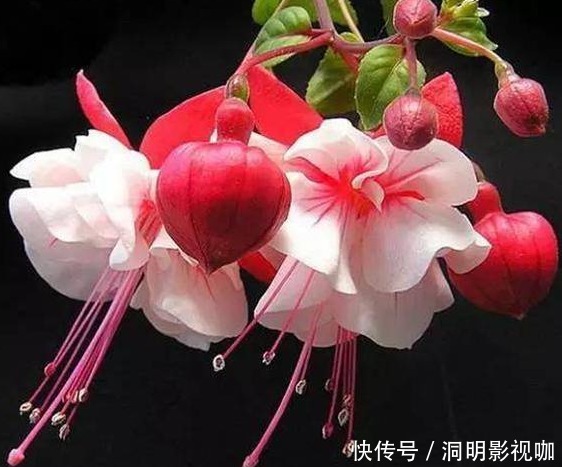 新手养护花卉,就养红旺喜庆,比海棠花更美的花卉,好养易活!