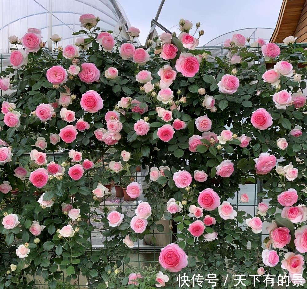 笋芽|月季花墙,小苗快速成型的“窍门”,一年满枝芽,爆出一墙花