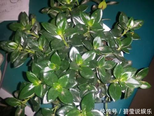 花繁叶茂|它比金边吊兰漂亮,1个修剪小技巧,长势快,开花不断,花繁叶茂